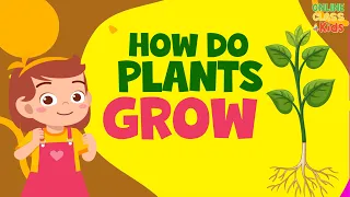 How Do Plants Grow | Growing Plants | How to Grow Plants | How Does A Seed Become A Plant? | Science