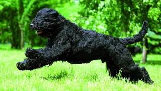 Black Russian Terriers | Russian Army Superdog