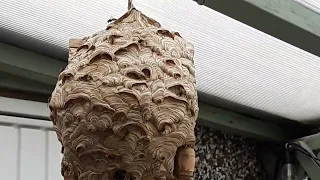 Wasp nest invades bird - box .