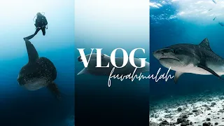 Mola Mola, Thresher Sharks and Tiger Sharks! Maldives Vlog 3 - Fuvahmulah