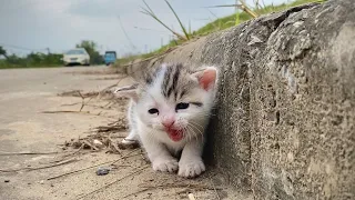 Rescue the Poor Kitten Abandoned on the Highway But No One Helped, Crying for Mom in Despair!