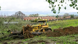 D6-9U Bulldozer versus Sycamore Tree