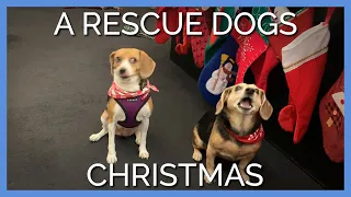 These Rescue Dogs Are Having the Cutest Christmas Party