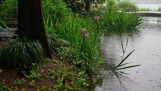 The beautiful little river is raining(165) , sleep, relax, meditate, study, work, ASMR