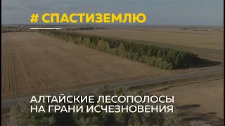 Лесополосы в Алтайском крае нуждаются в срочном восстановлении