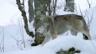 Виктор Цой Волк