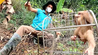 Rescue baby monkey JENLY from a ferocious Hunter