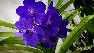 Композиции из орхидей  Orchids compositions