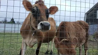 Продажа Джерсийской коровы🐂 Конкурс ПроЧтение у Лизы