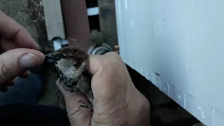 How to clip the wings of a house sparrow