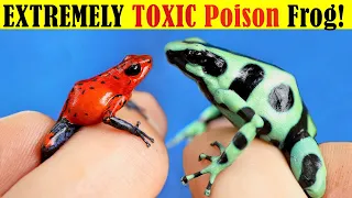 Deadly Poison Dart Frog? Which Poison Frog Can Kill You?