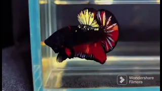 Pre-booking Vietnam betas very Expensive Panther Bettas  series contact +91 9962011285