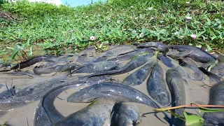 It's amazing! a fisherman catch catfish & snails a lots in mud little water at field catch by hand