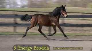 8 Energy Brodda