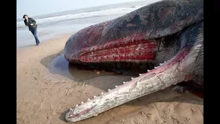 На пляже в  Находке на берег выбросило мертвого кита