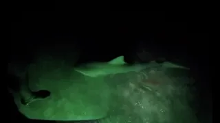 Florida men catch bull shark in waist deep water AT NIGHT from ladder!