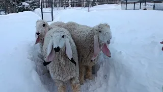 Немного о породе овец Кайла