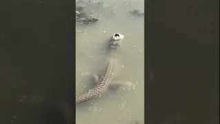 Alligator in Texas found totally submerged in frozen water with its nostril seen through the ice