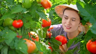 Amazing Harvesting Tomato   Cook Special Folk Dishes
