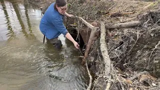 clearing out a huge blockage against a beaver grate 1/11/23