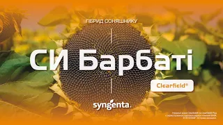 Гібрид соняшнику СИ Барбаті 🌻