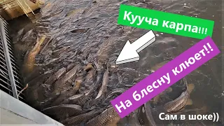 Сколько же здесь карпа !  Рыбалка в Канаде Delta Beach fishing Как поймать карпа в Канаде ? Нерест