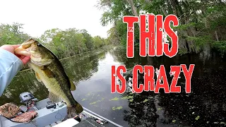 Is This BASS POST-SPAWN Already??? It's ONLY March!!!