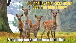 🦌10 Unbelievable Facts About Deer You Didn't Know 🤘 Information about Deer ✅