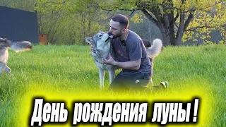 День Рождения Волчицы Луны ! Отпустил Волков !!! Кормлю стаю курицей. Афина осталась без еды...