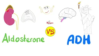 Aldosterone vs Antidiuretic Hormone (ADH) | Kidney Physiology Basics