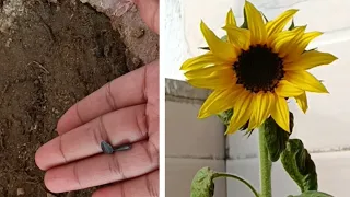 How to grow sunflower 🌻 at home garden || Ghar pe suryamukhi ka paudha kaise lagaye.