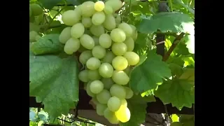 Ранне-средние сорта винограда 2019. Тянь-Шань