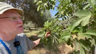 Why did Jesus curse a fig tree when it wasn't yet the season for figs? (Mark 11:13-14)