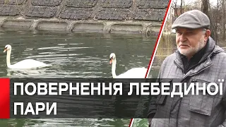 Апартаменти на воді: лебедине сімейство після переїзду обживається у вінницькому Центральному парку