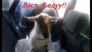 Случка козы. Василий в деле.