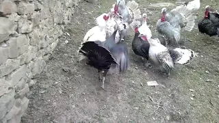 1 badass rooster fights with 9 turkey