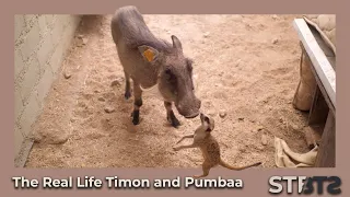 Spill the Beans - The Real Life Timon and Pumbaa