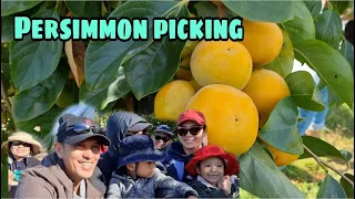 Persimmon picking at Cedar Creek Orchard farm (Picton) / masayang pamimistas ng persimmon. V#12.