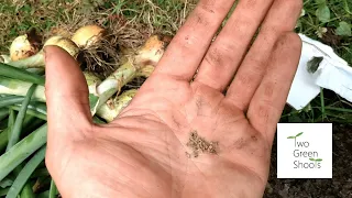 GARDEN WITH US - Sowing Carrots & Potted Fruit Trees