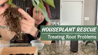 Houseplant Rescue! | How to Save a Plant from Root Rot and Other Root Issues