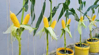 The secret of growing large and abundant corn in plastic containers without a garden