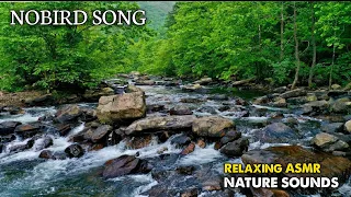 Relaxing River Sounds, Beat Insomnia, Sleeping, Stress Relief, Meditation, Water stream Ambience