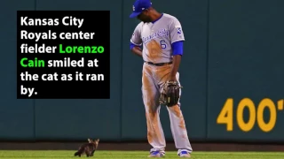 Feisty Cat Crashes Cardinals,  Royals MLB Game