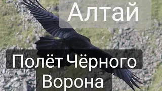 Алтай. Горы Чарыша. Полет ворона