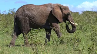 Afrikas Wildtiere Doku - amazing video