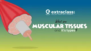 What are muscular tissue and its types | Biology | Extraclass.com