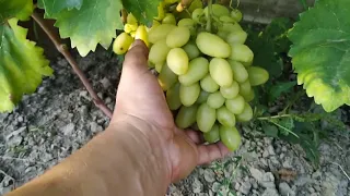 Обзор винограда на 30 августа 2022 года в Брянске.