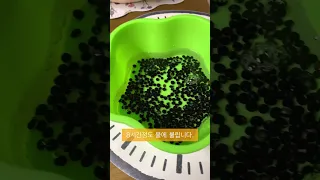 콩나물 키우기 1일차 Growing bean sprouts the 1st day