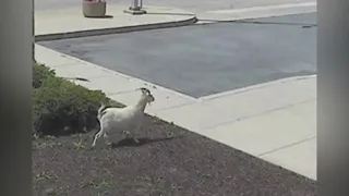 Goat wanders on Pa. Turnpike; gets saved by workers