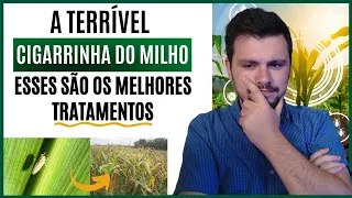 Como eliminar completamente a cigarrinha do MILHO